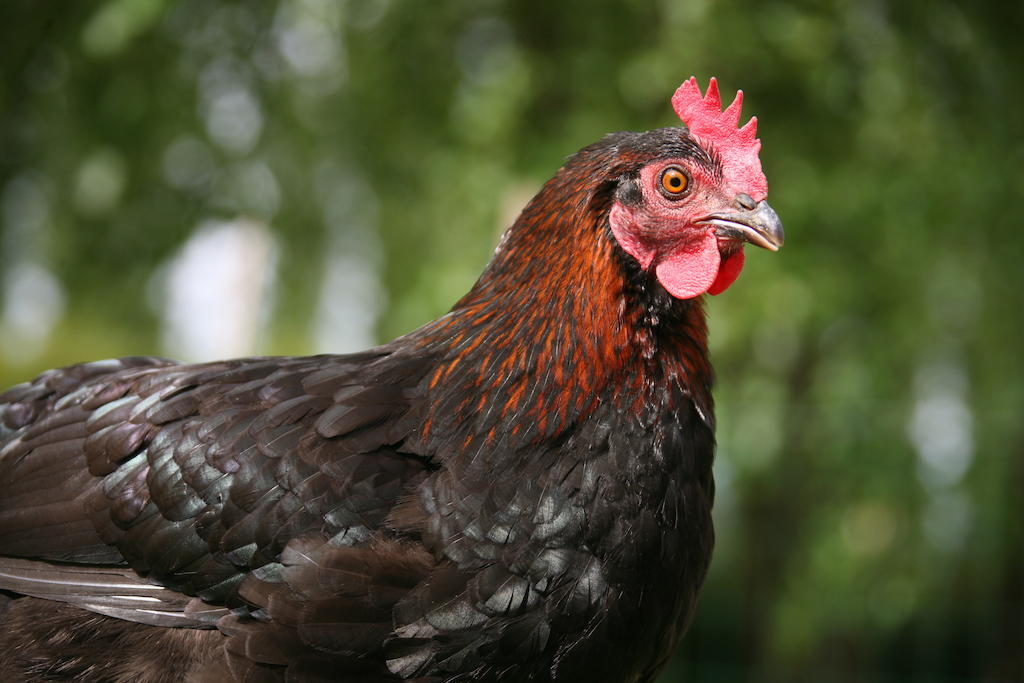 アーズブルック Gite De La Ferme Des Crins Blancsヴィラ 部屋 写真