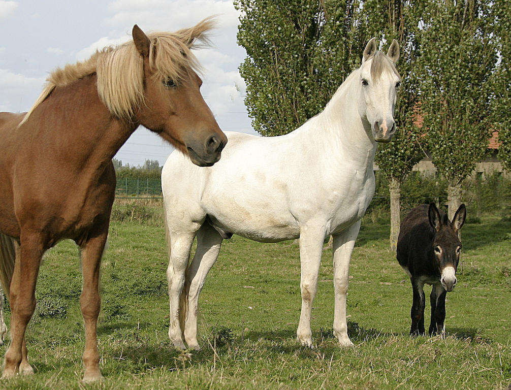 アーズブルック Gite De La Ferme Des Crins Blancsヴィラ 部屋 写真