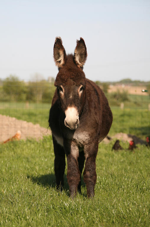 アーズブルック Gite De La Ferme Des Crins Blancsヴィラ エクステリア 写真