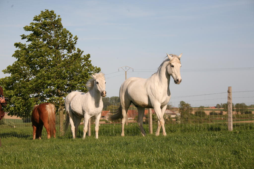 アーズブルック Gite De La Ferme Des Crins Blancsヴィラ エクステリア 写真