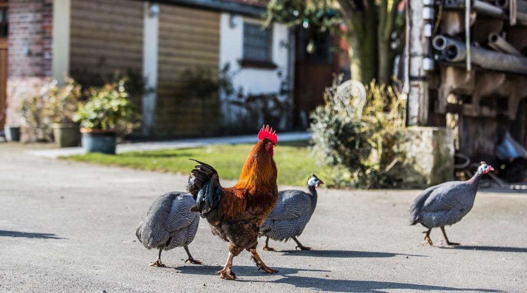 アーズブルック Gite De La Ferme Des Crins Blancsヴィラ エクステリア 写真