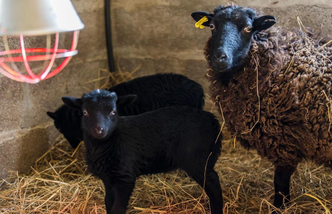 アーズブルック Gite De La Ferme Des Crins Blancsヴィラ エクステリア 写真